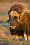 Ox Animal Totems